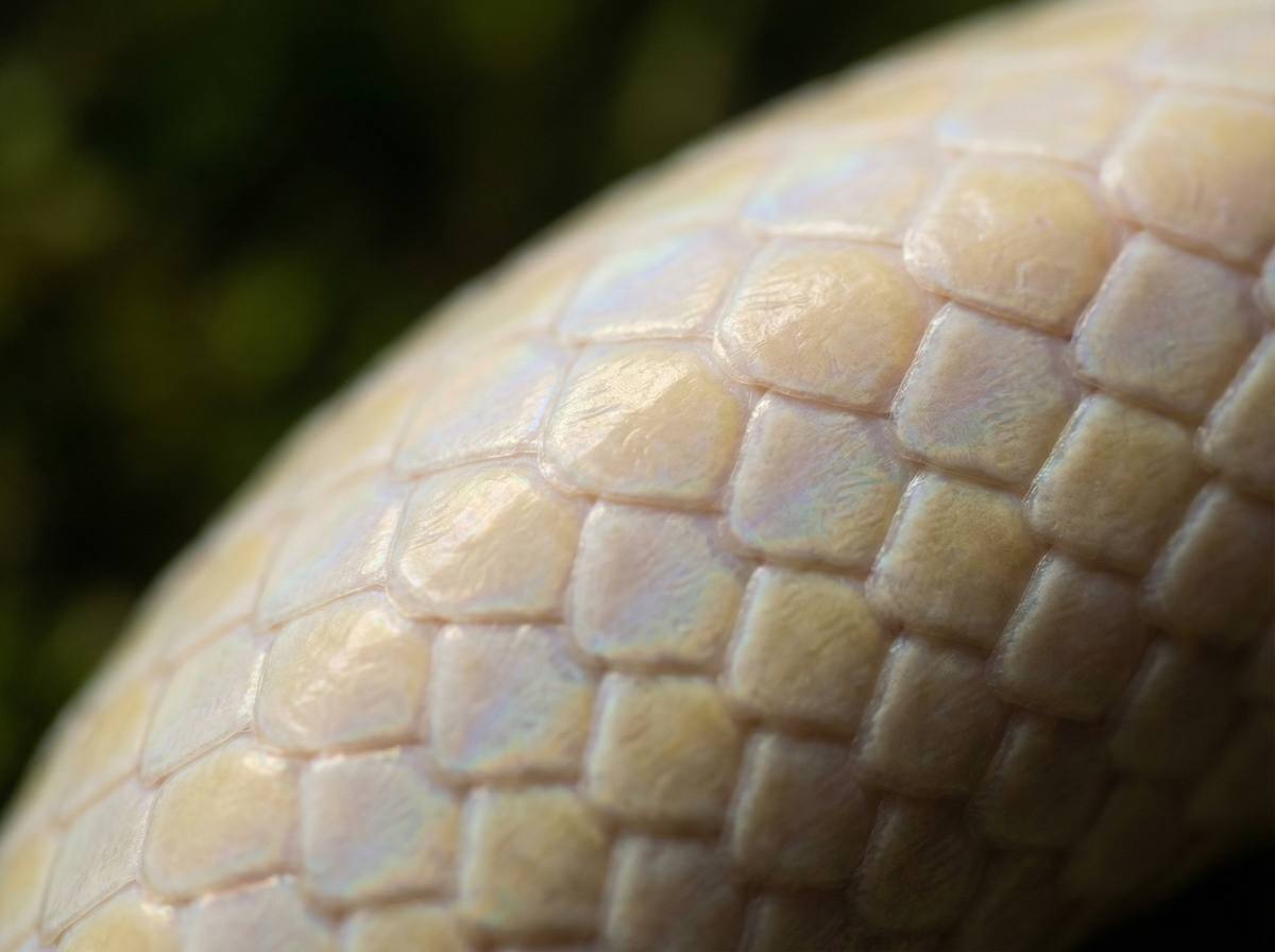爆料吃瓜网蟒蛇微距视频 - 蟒蛇鳞片微距摄影技巧分享